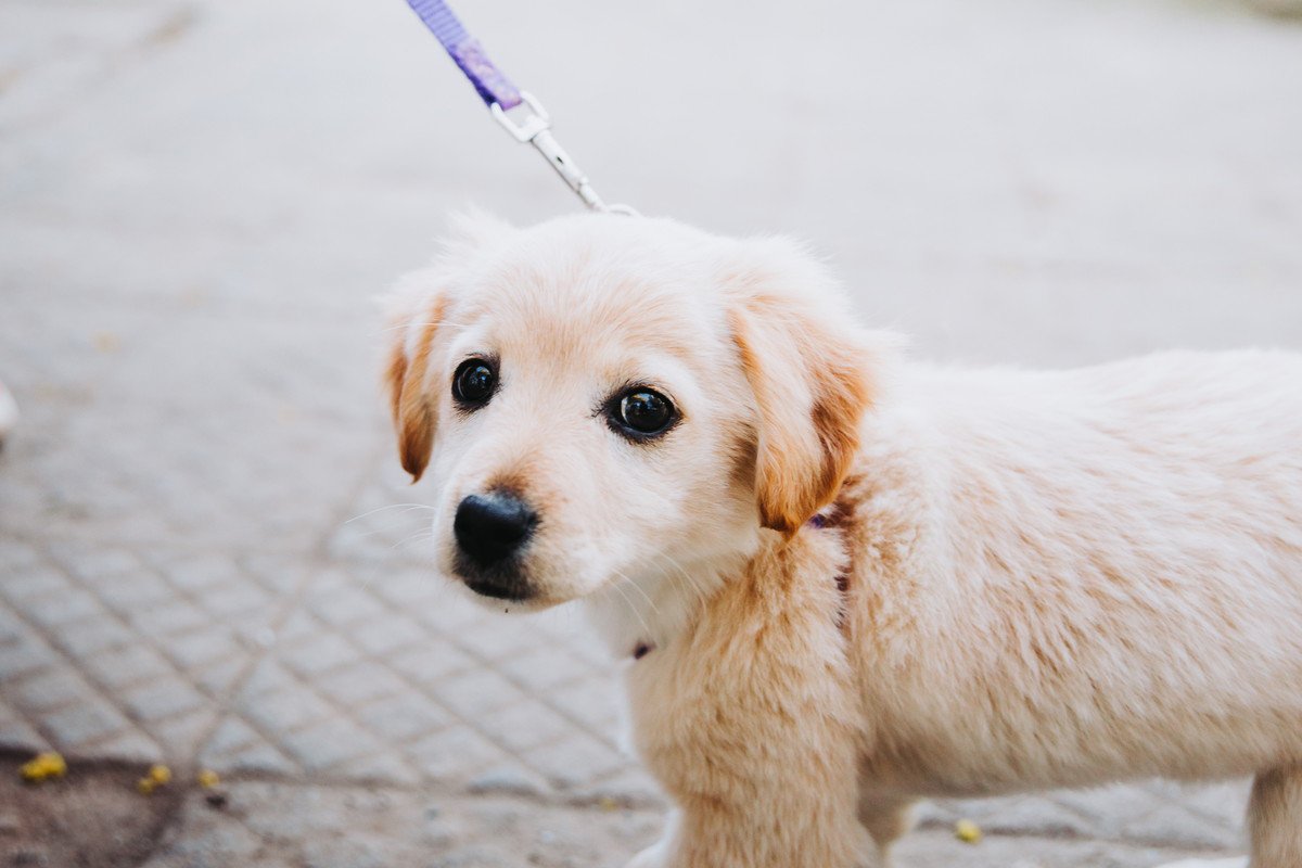 犬が『散歩が楽しくないとき』に見せるサイン4選　うれしい気持ちにさせるコツや方法とは？