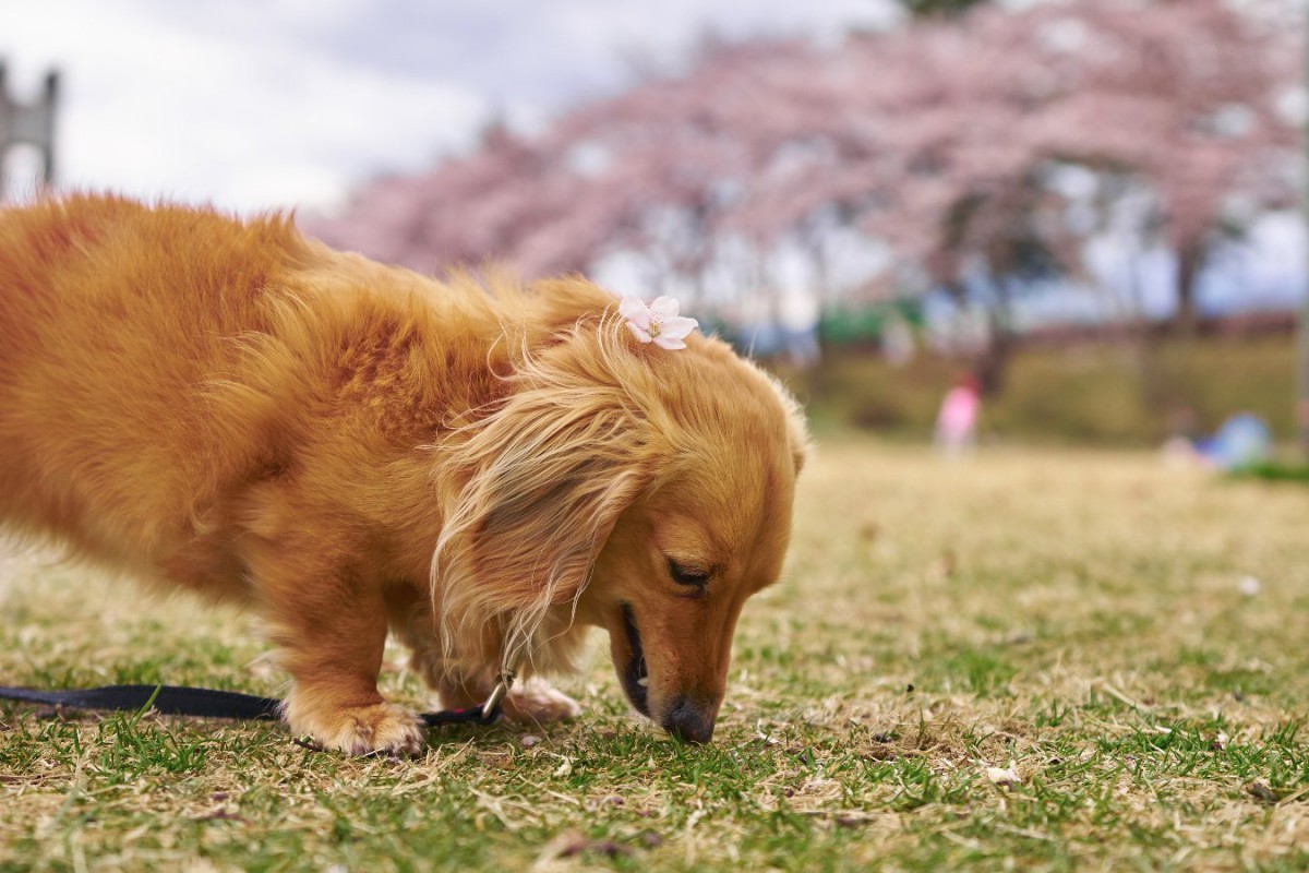犬が散歩中に石を食べてしまう…誤飲の恐ろしさと回避するためにすべきこと