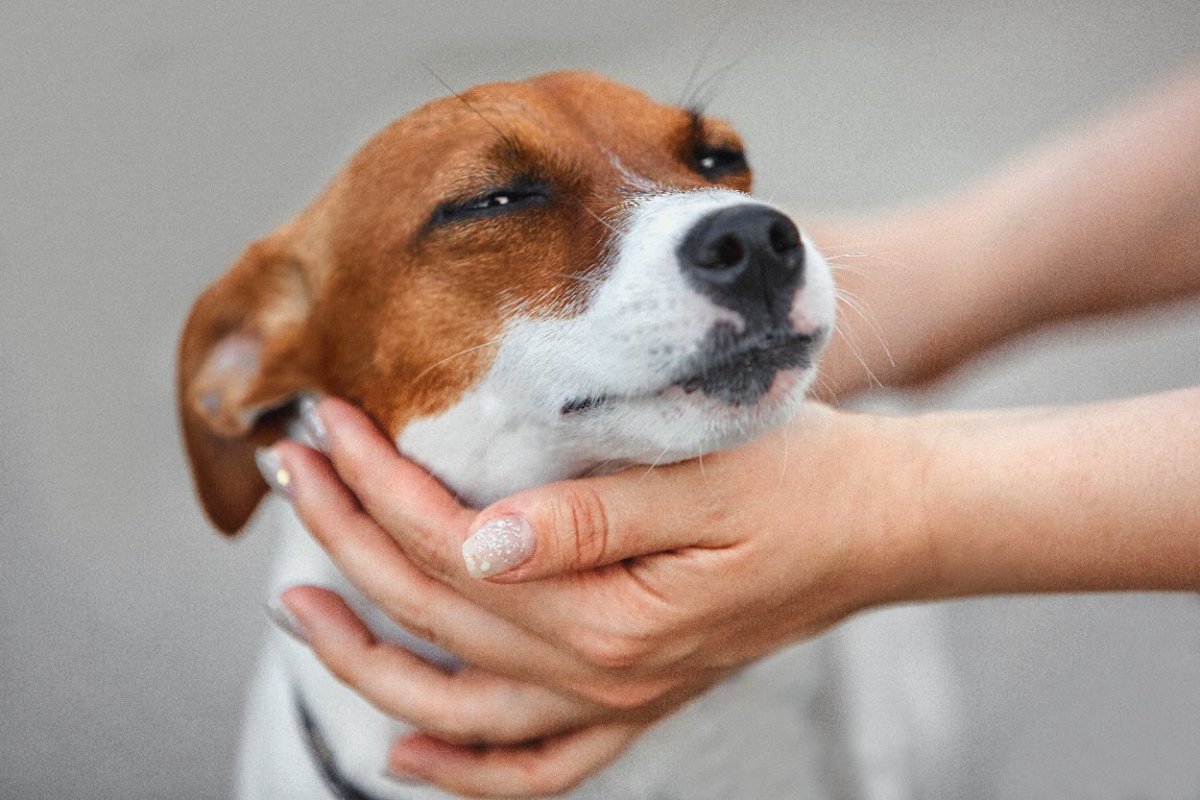 犬と『触れ合ってはいけない瞬間』5選　愛犬が構ってほしくないときのサインを見逃さないで！