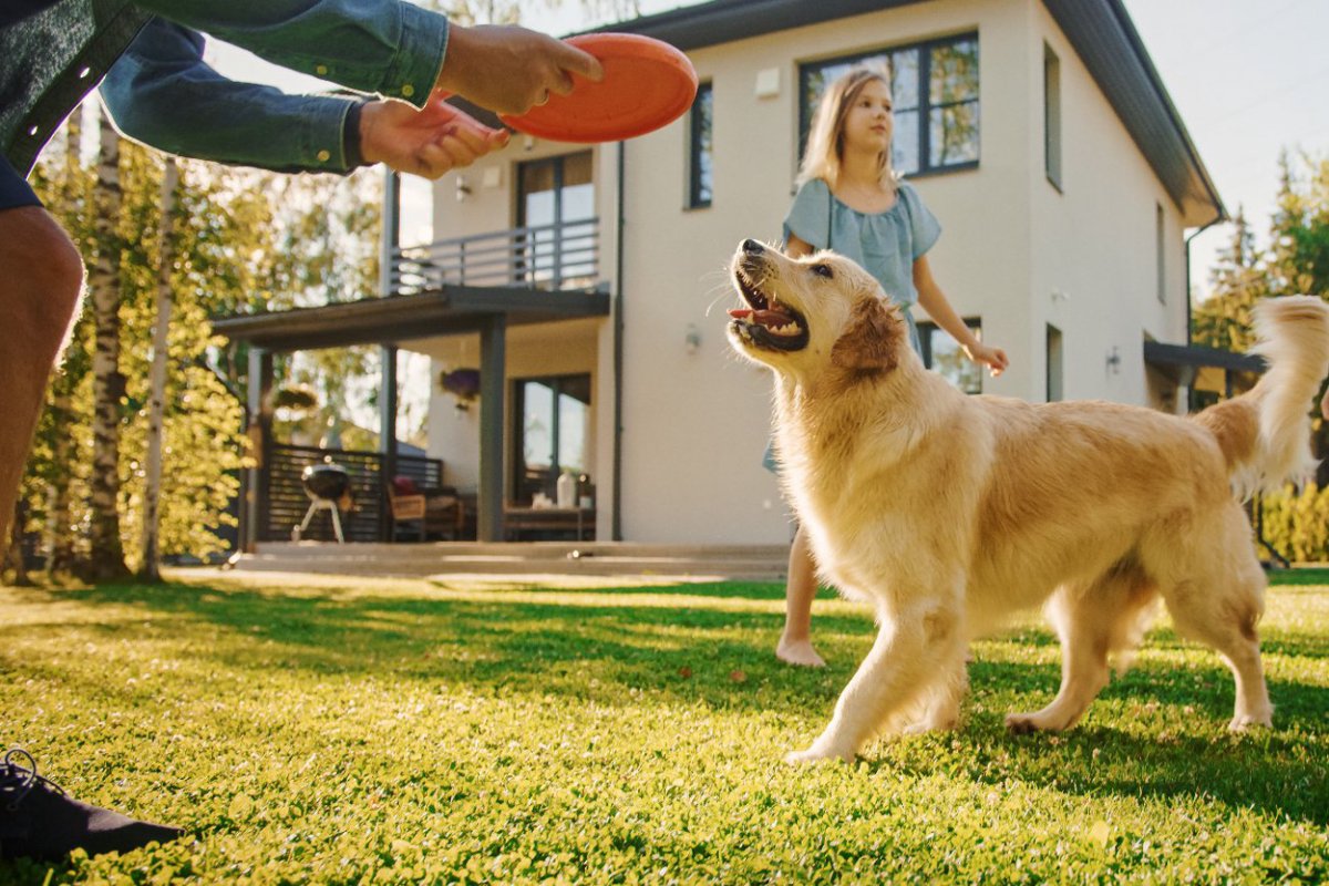 愛犬が絶対に喜ぶ『遊び方』ランキングトップ5！興味をもってもらうためのコツや安全な方法とは？
