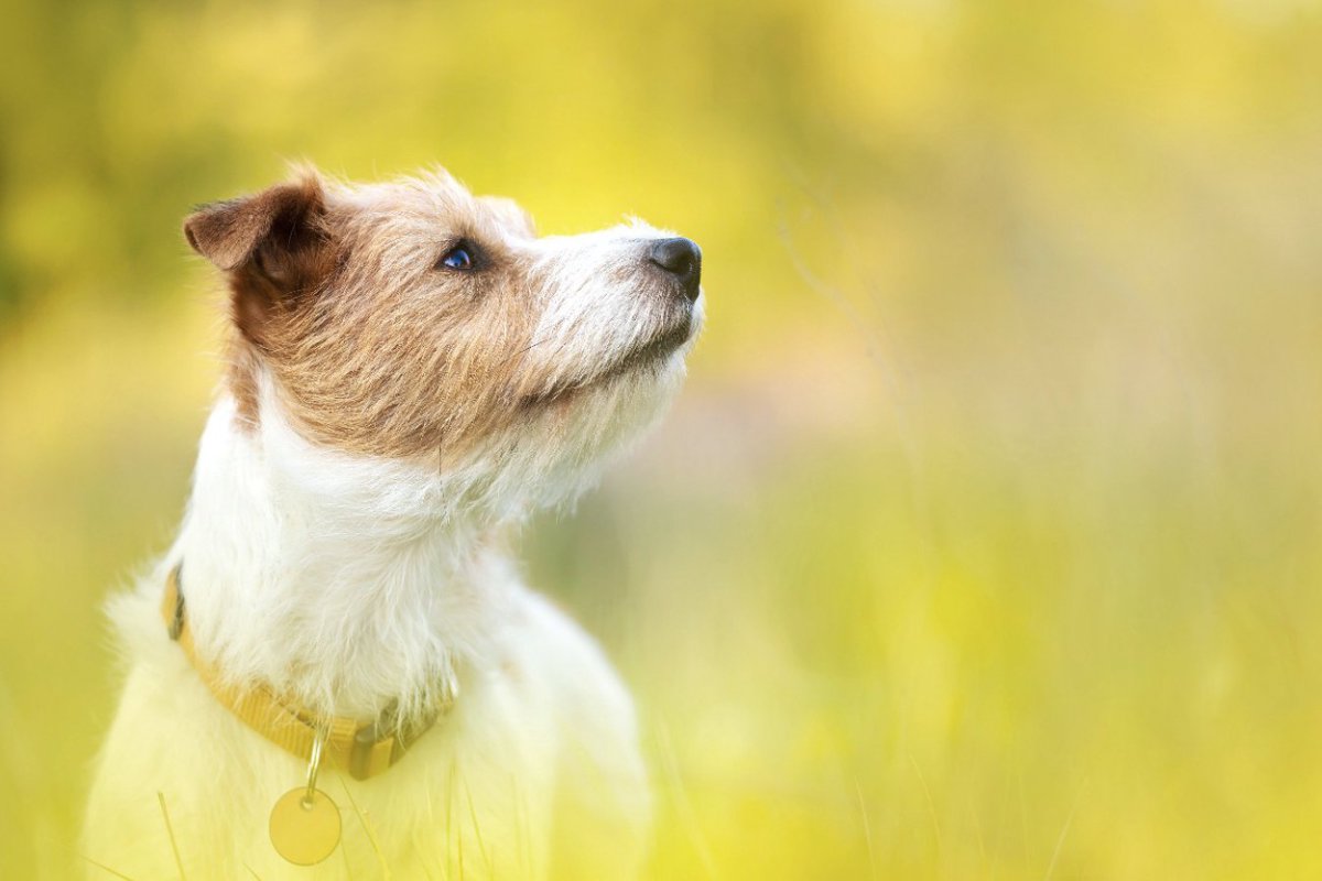 『犬の十戒』愛犬からの10のお願い　より絆を深めるために知っておくべきワンコからのメッセージとは