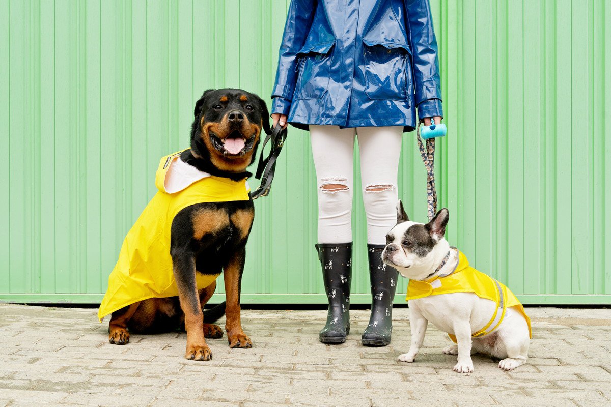 愛犬との『雨の日散歩』を快適に！おすすめの便利グッズ4選をご紹介♡