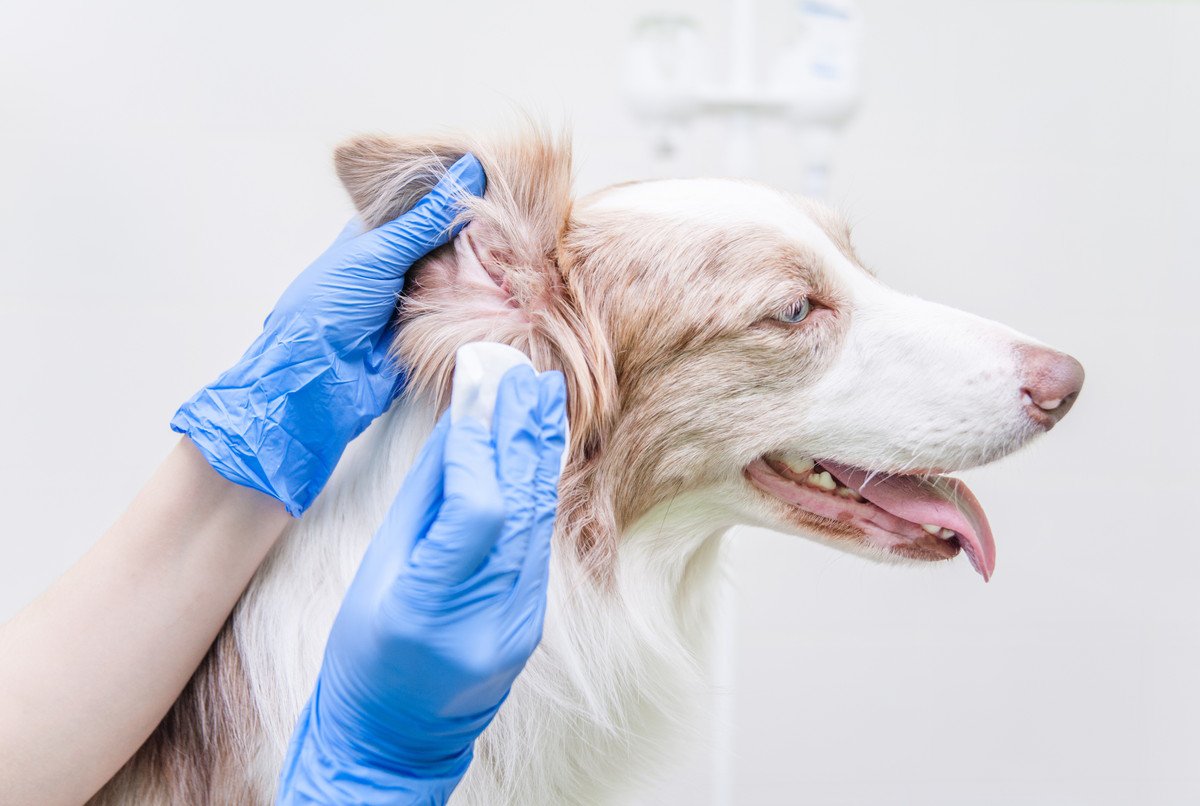 なぜ犬は「外耳炎」になりやすいの？主な原因やかかりやすい犬種を解説 