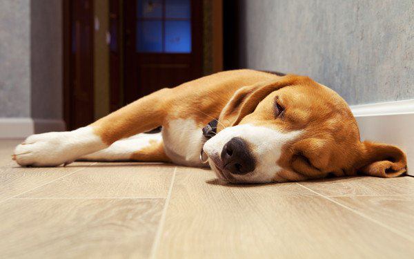 犬が横を向いて寝る時の心理５つ