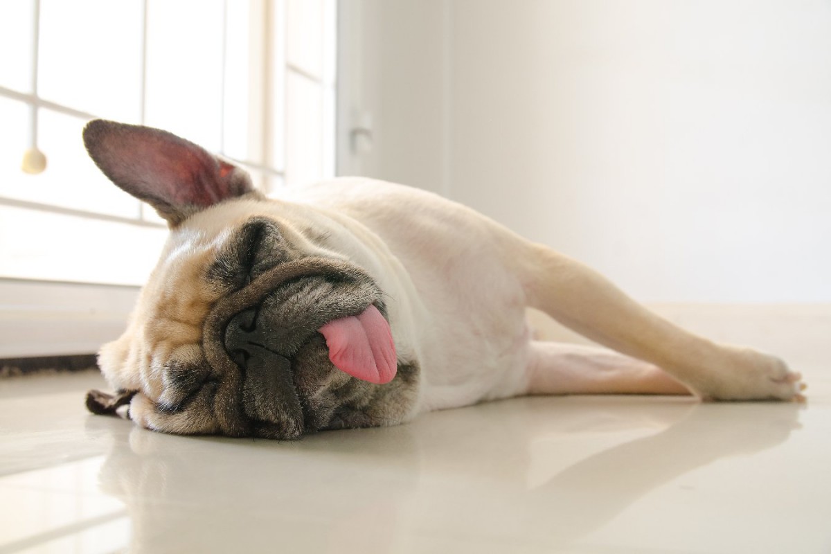 犬の「熟睡サイン」３選！深く眠っている時はこんな状態になっている！