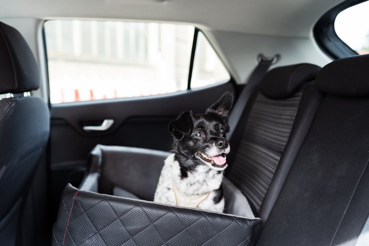 犬を車に乗せるときは必ずクレートやケージに入ってもらい安全を確保しよう！シートベルトも装着できるものは装着を！
