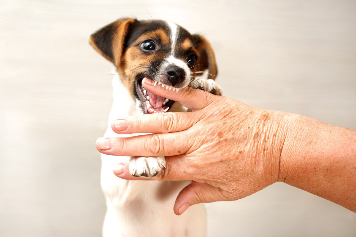 犬の噛み癖をすぐに直すべき3つの理由　甘噛みはどうすればいい？成犬でもしつけはできる？