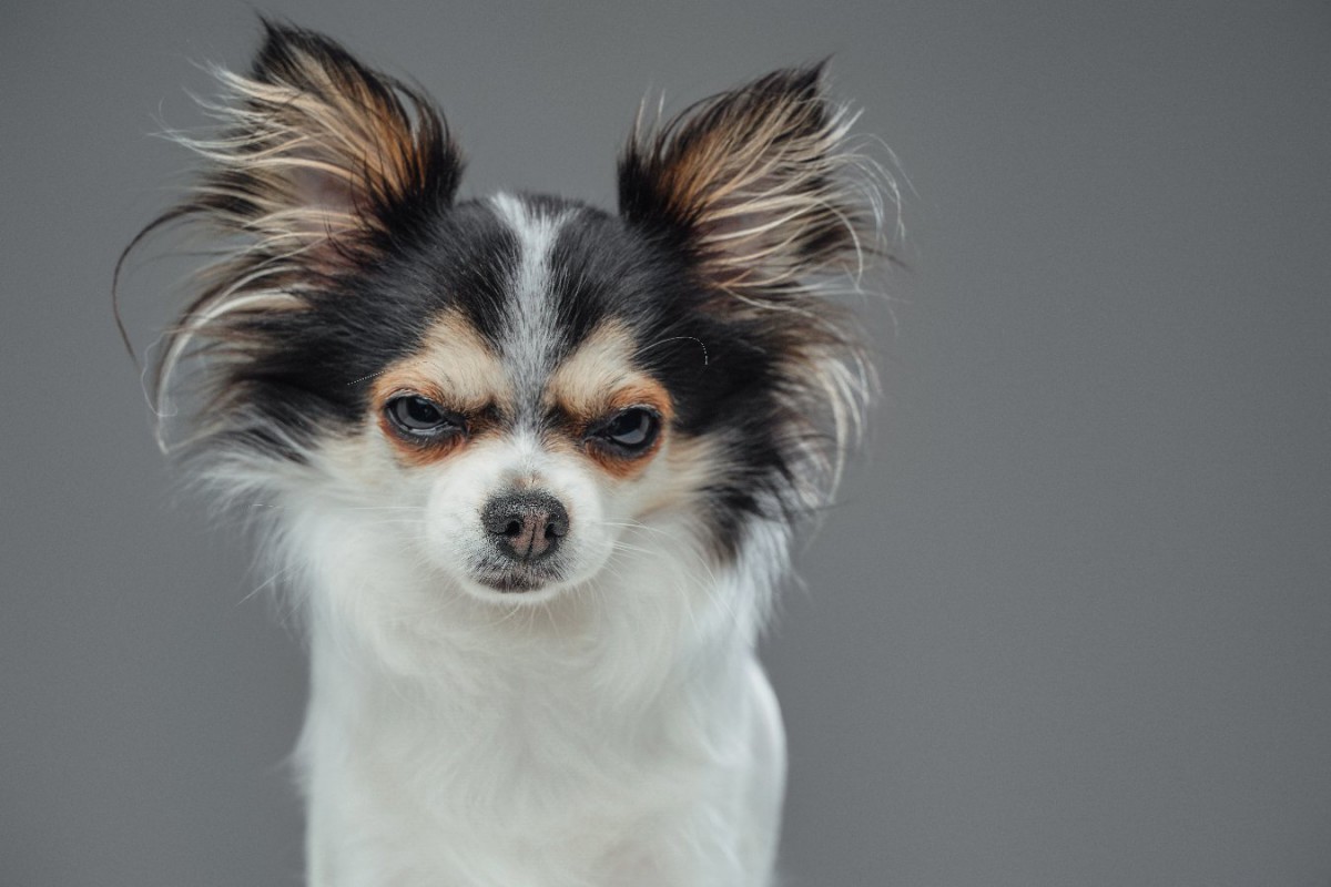 犬が『あなたが嫌いです』と言っているときのサイン5選！仲良くなるために意識すべき行動とは？