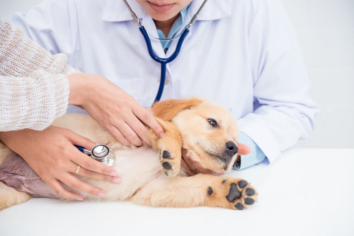 見逃してはいけない「犬のSOSのサイン」5選！すぐ病院へ行くべき症状とは？