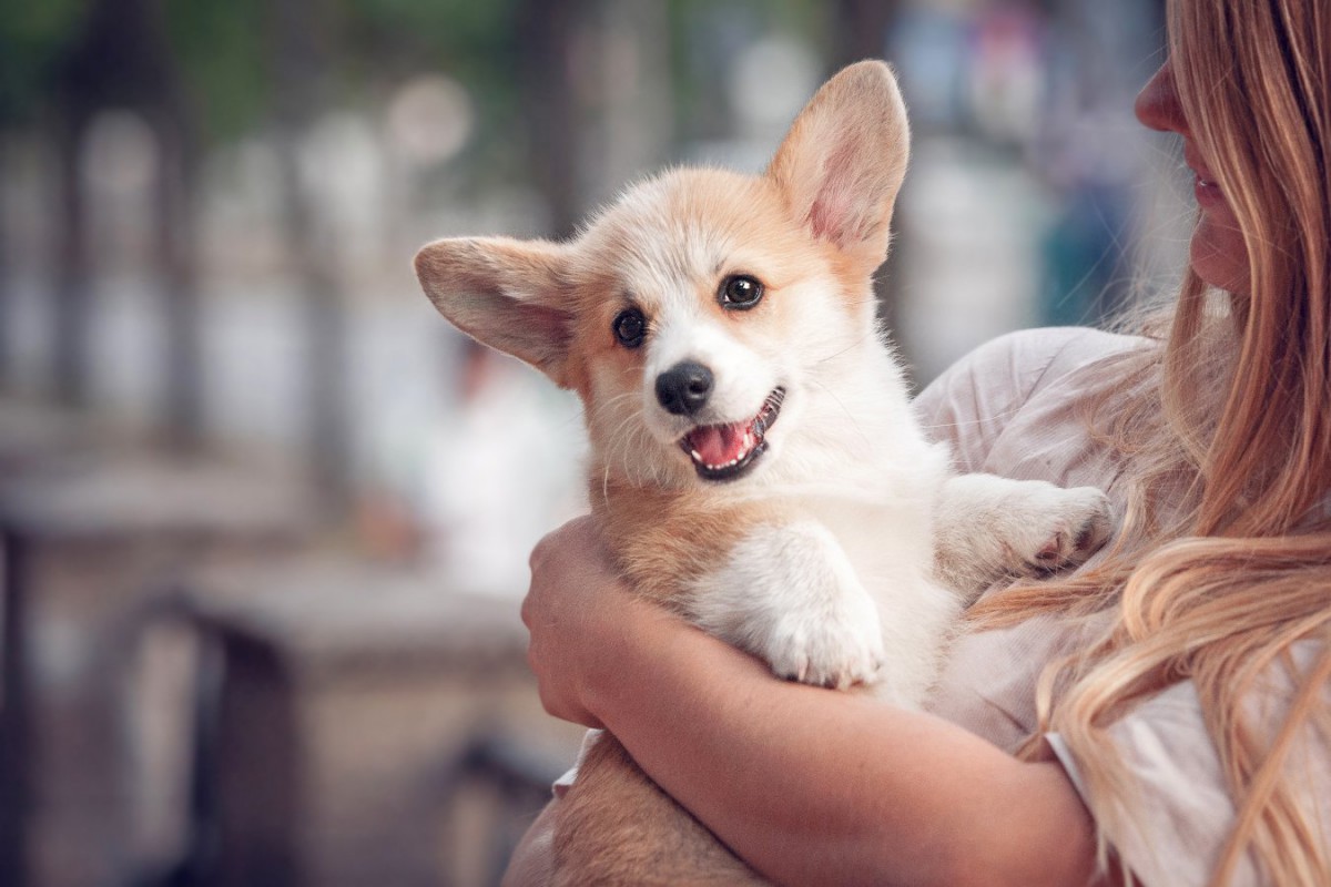 犬は抱っこされている時、何を考えている？5つの心理を解説