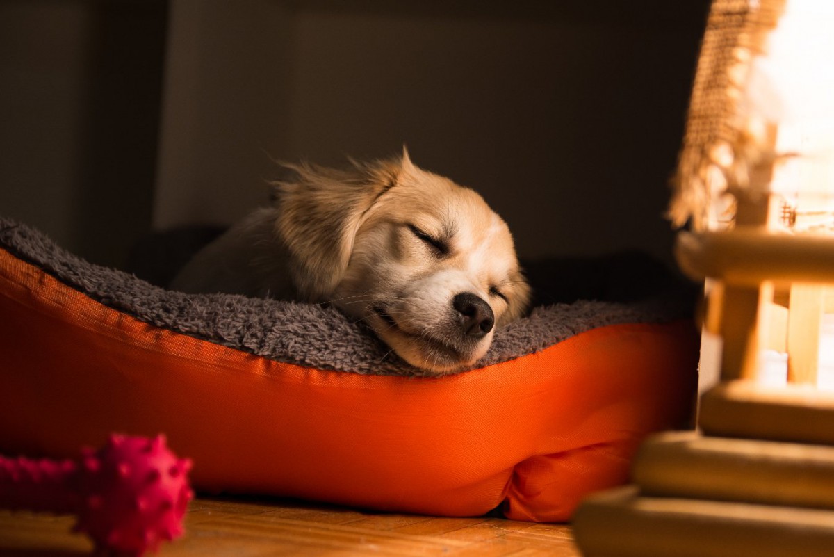 犬にとって"快適なベッド"を作る方法3つ！洗い方にも注意が必要！