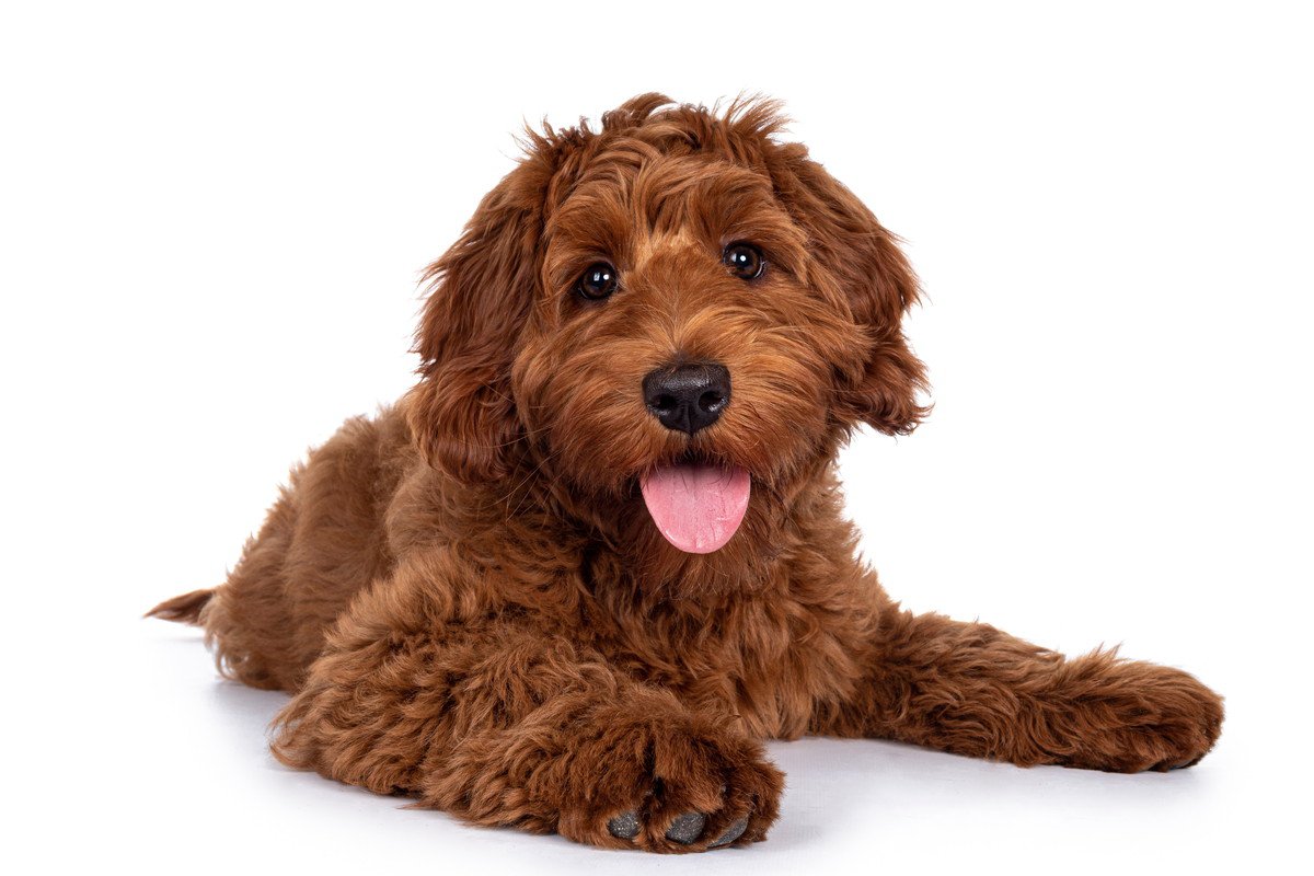 犬が舌を出しっぱなしにしている時の理由5つ！主な心理や注意すべきことを解説