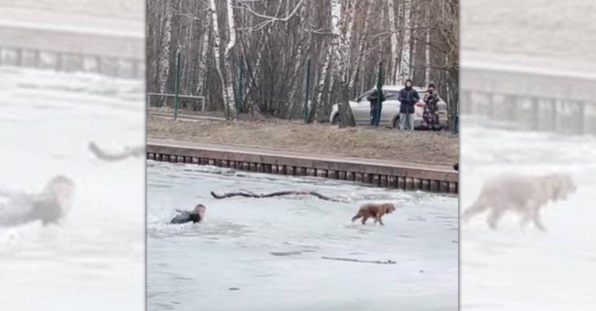 氷を踏み抜き「極寒の湖に落ちた犬」救助をこころみ飛び込む２人の男性！