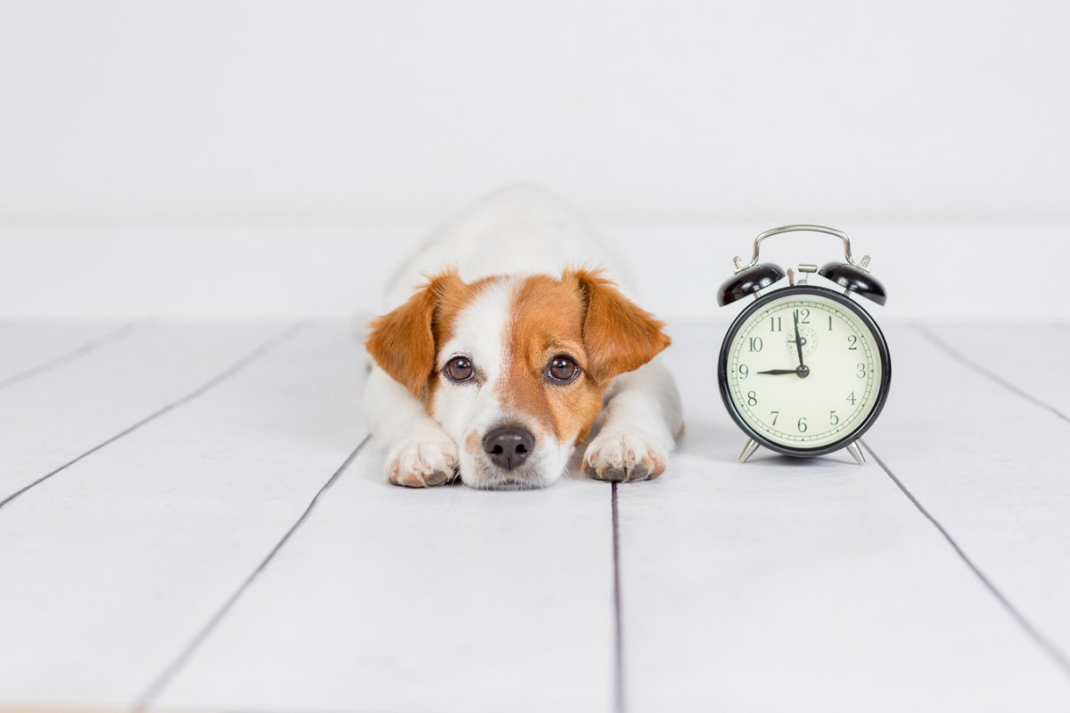 犬の留守番は24時間以上でも可能？その際の注意点や事前の対策とは