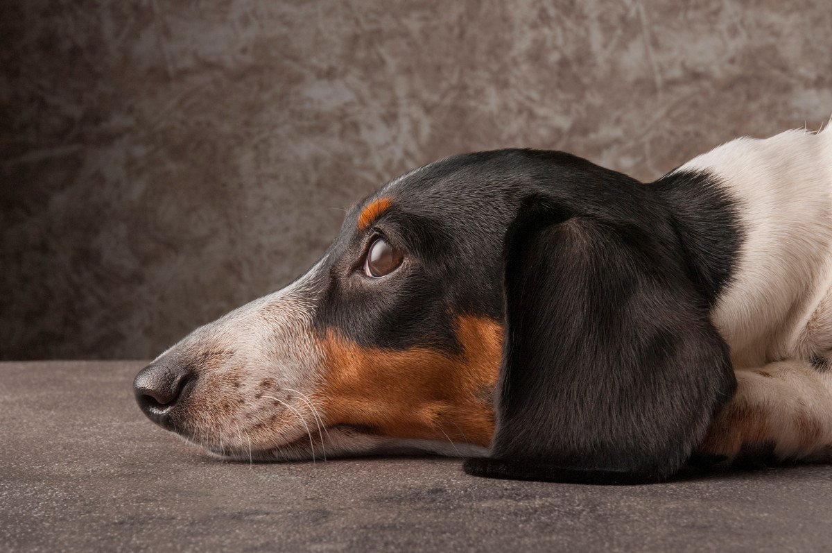 犬がため息をつく５つの心理！その理由や意味を徹底解説