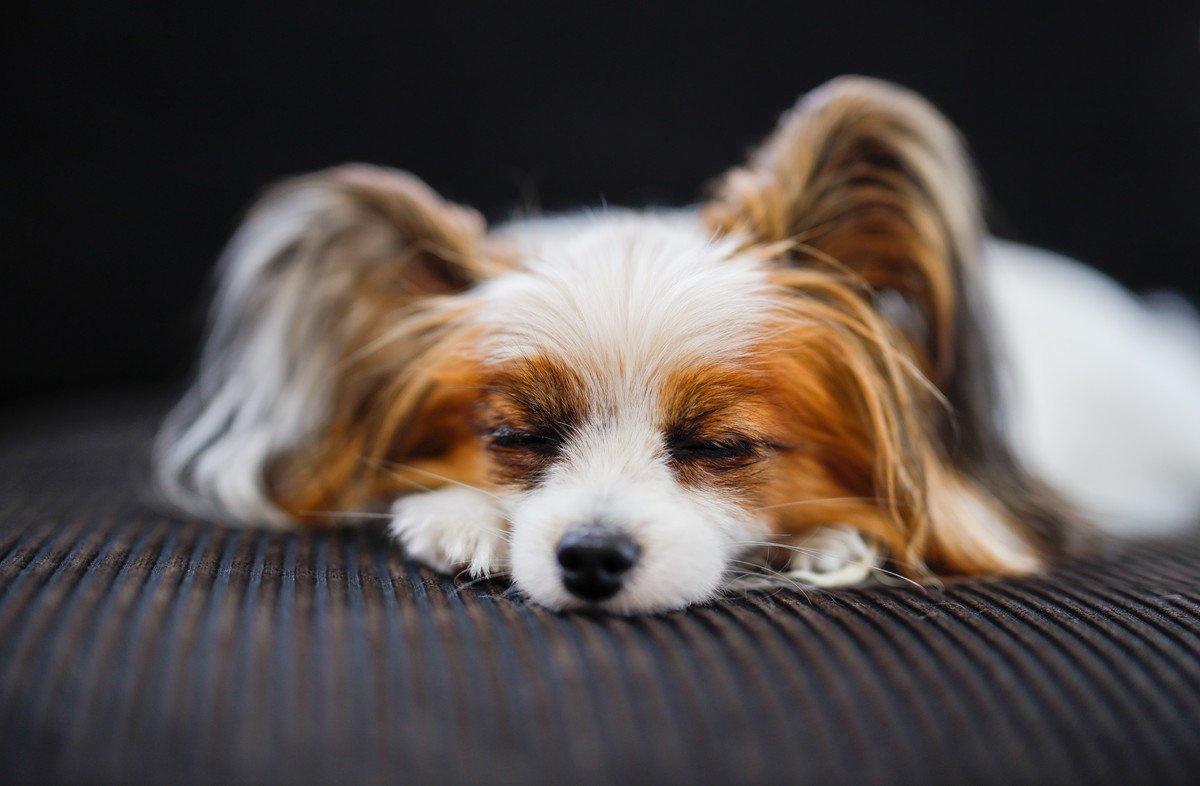 犬の睡眠時に起こりうる「3つの危険」 リスク回避のために飼い主にできること