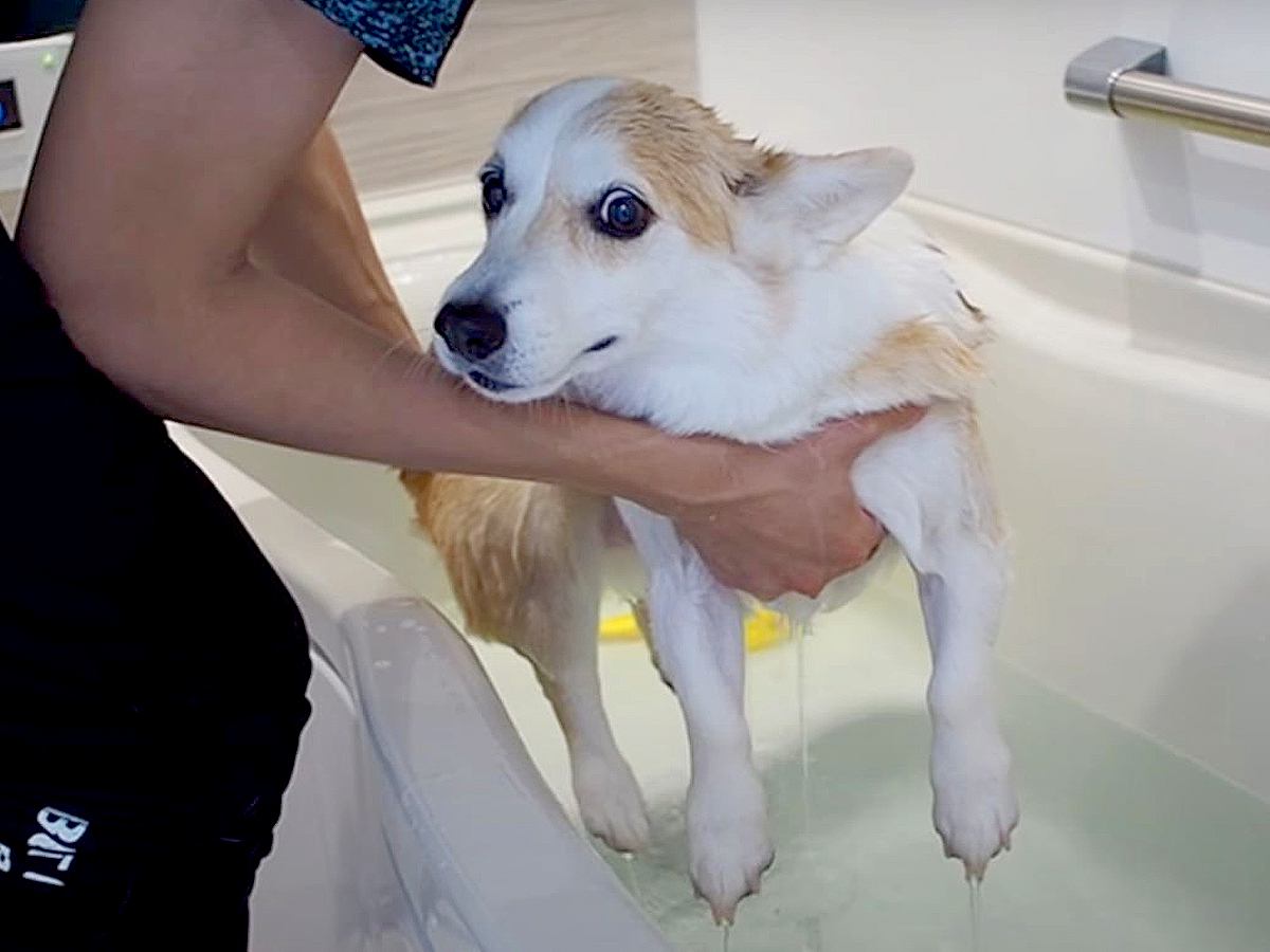 犬をお風呂に入れたら様子がおかしくなった…その『可愛すぎる理由』に58万再生の反響「探してたんですね」「おしりブルブル最高」