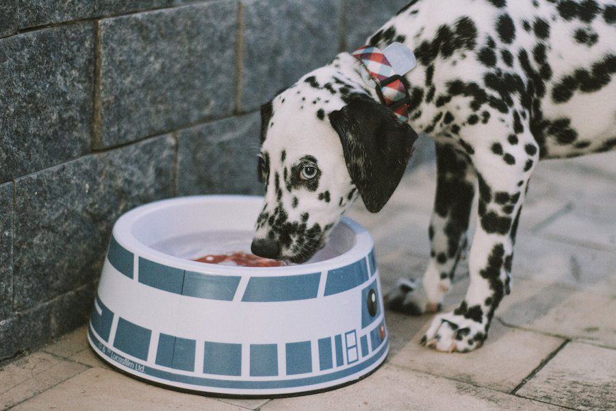 犬もプリン体を摂りすぎると痛風になる？