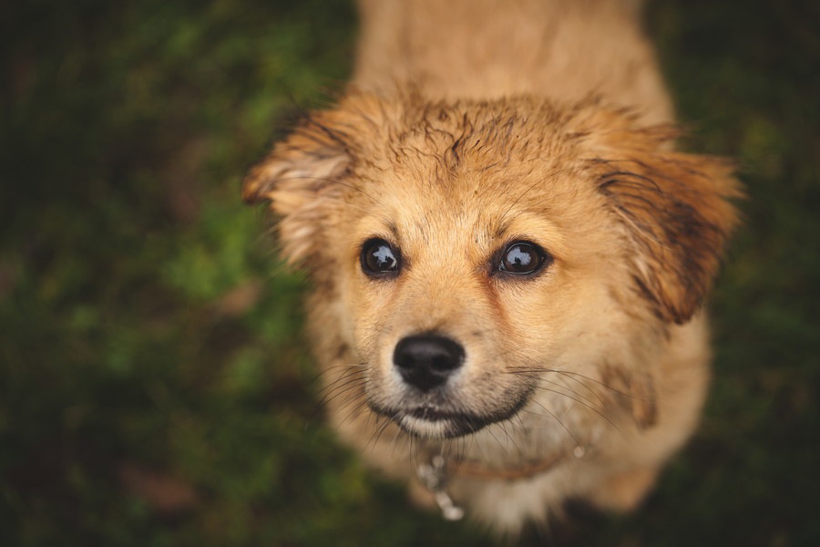 犬が臭くなる５つの原因！対策や予防で獣臭を消そう