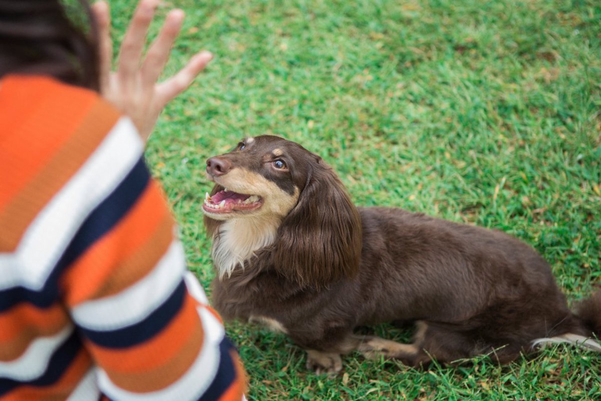 『触ってはいけない犬』5選…触れてはいけないそれぞれの理由と適切な対処法