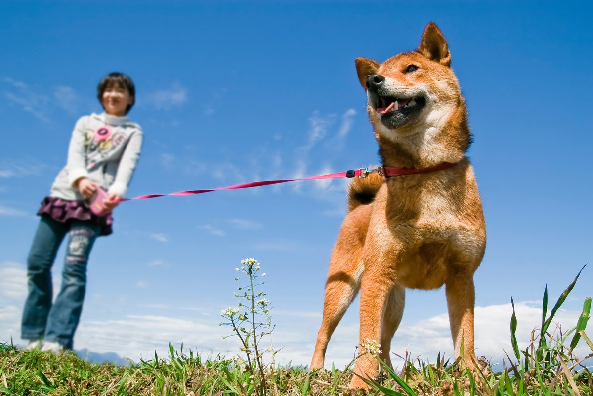 犬のお散歩コースで『いつもと違う道を歩くメリット』4選　毎回同じコースのデメリットとは？