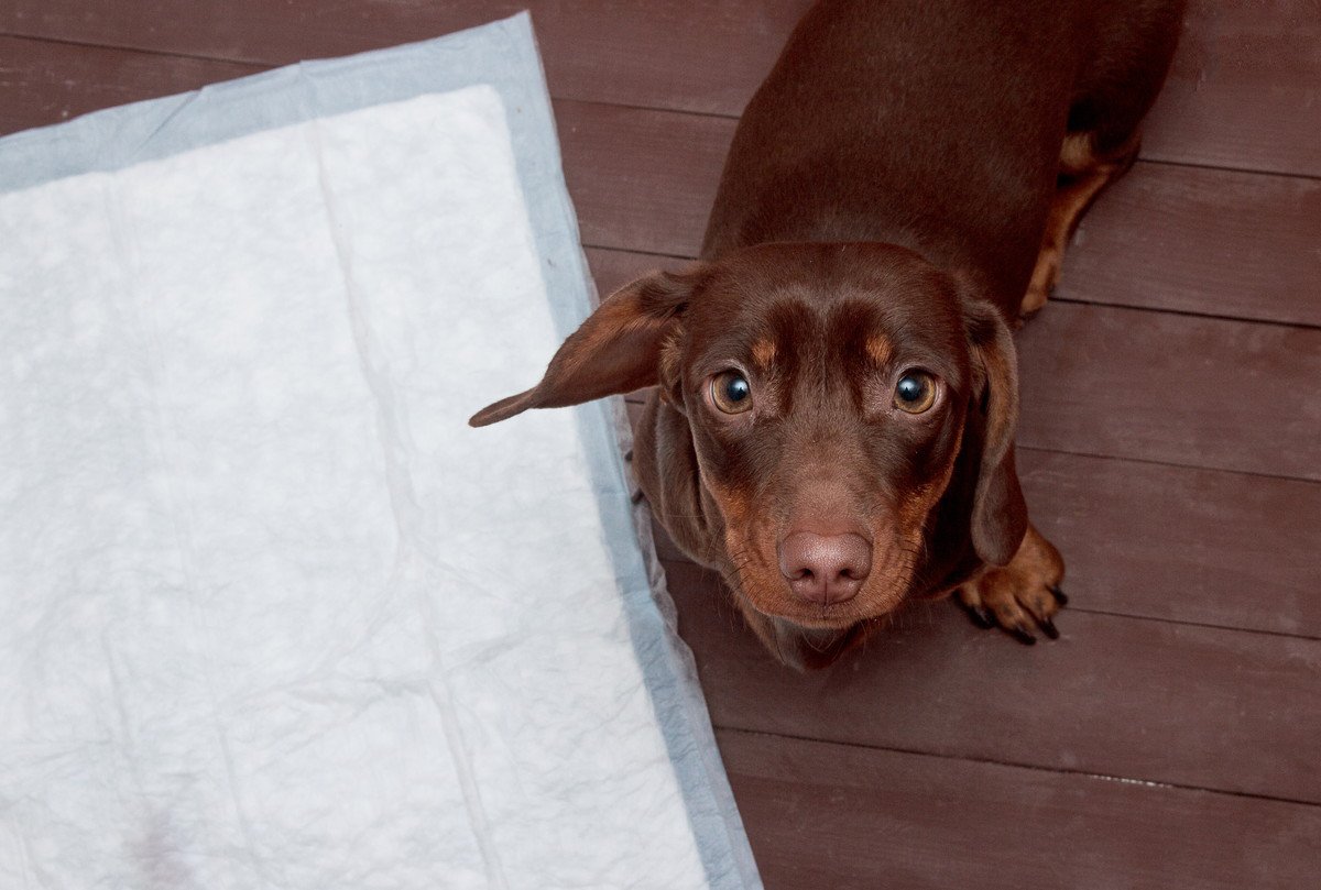 犬が飼い主の前でトイレをしなくなった…3つの原因と解消するためのコツ