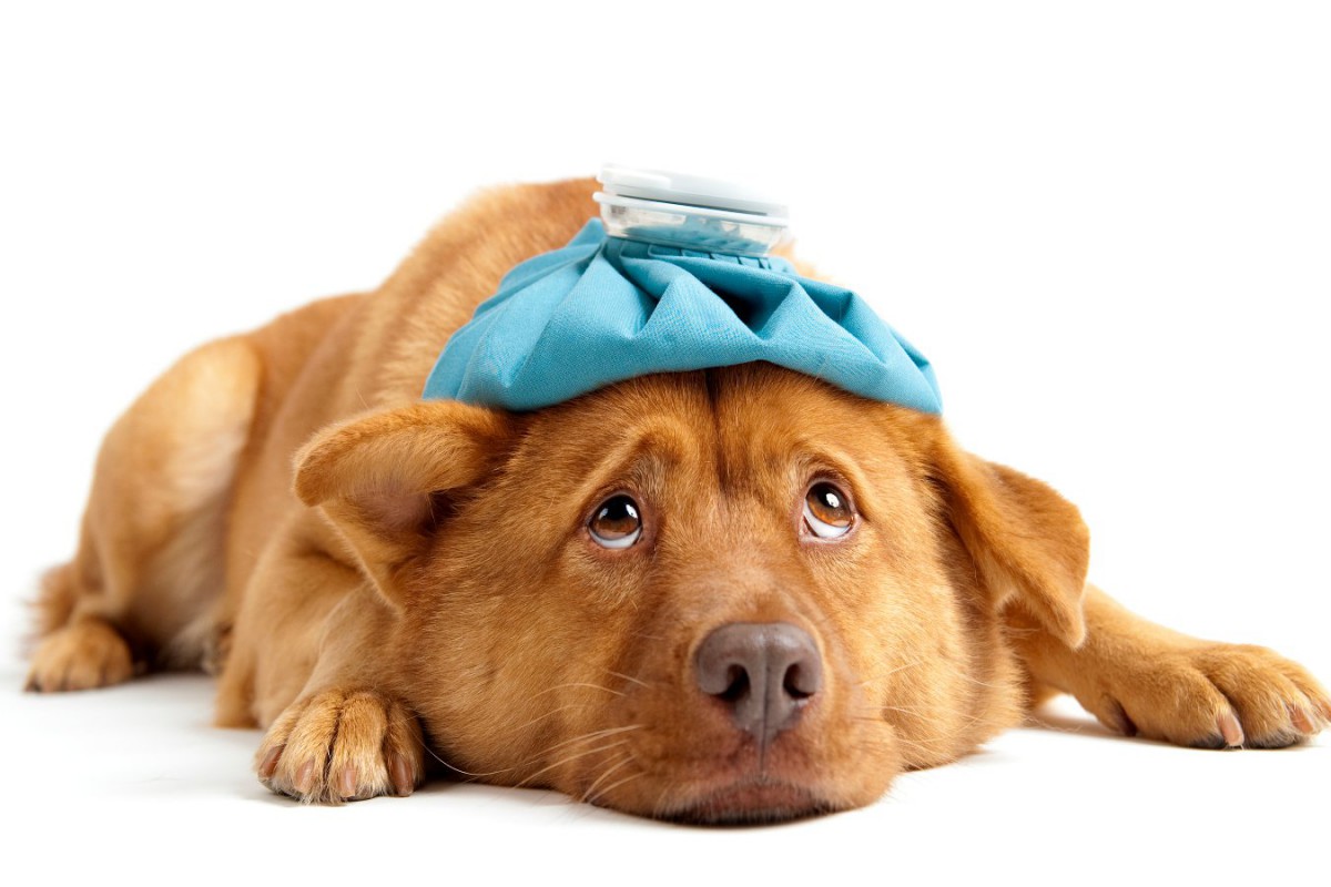 愛犬が『夏バテ』している時の症状5つ！回復させるためにすべきことや危険な症状について