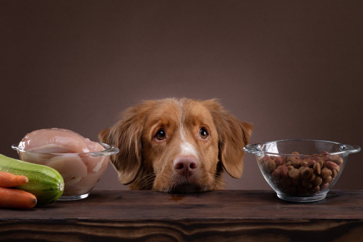 愛犬の食事の選択、飼い主に影響を与える要因を調査した結果