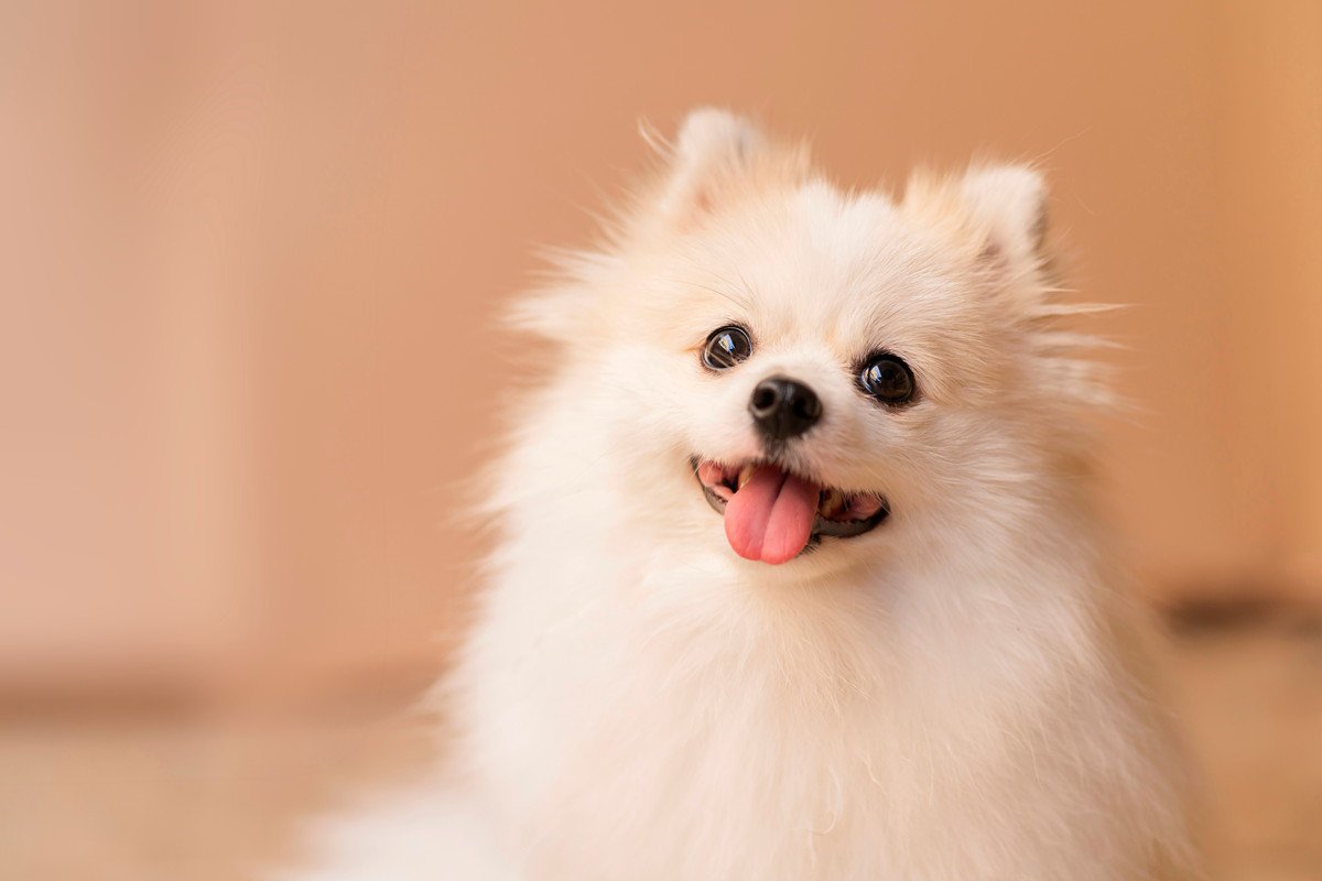 『愛想がいい犬』の5つの特徴！友好的な性格に育てるために飼い主にできることやポイントを解説