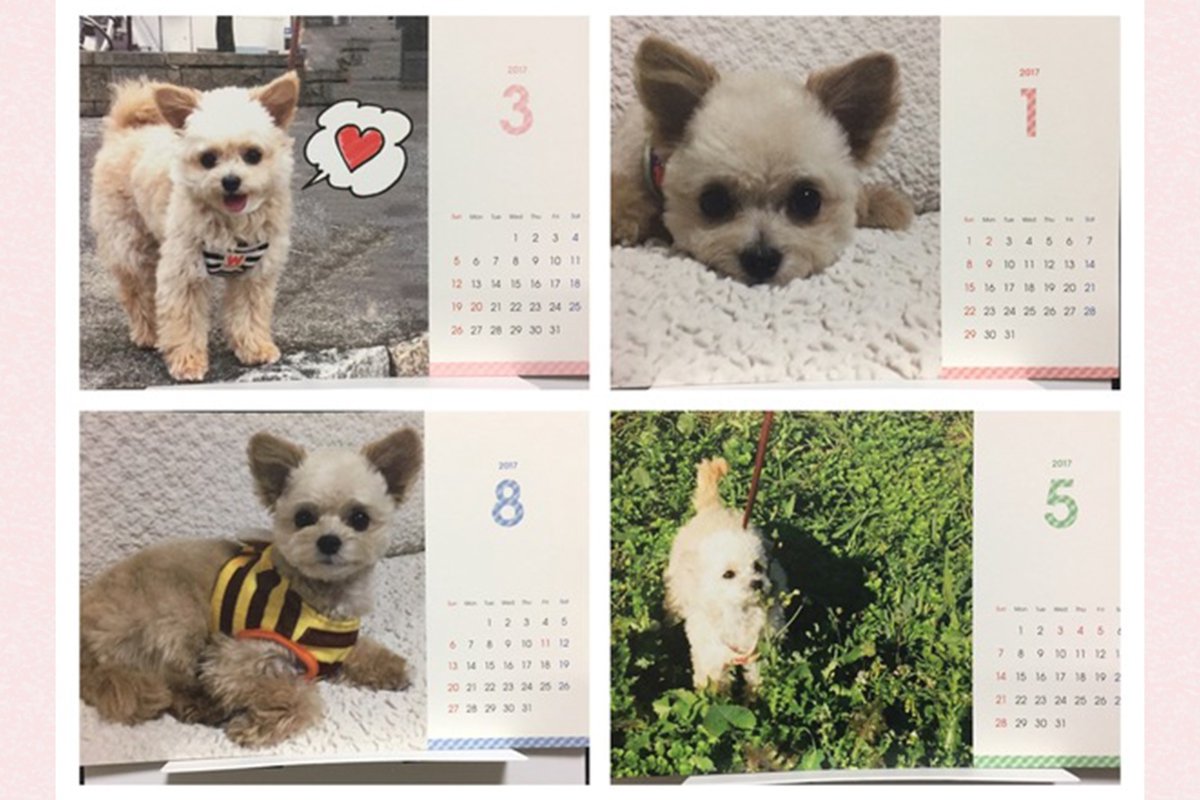 まさかのワンコイン！愛犬の写真で『卓上カレンダー』を作っちゃおう♡