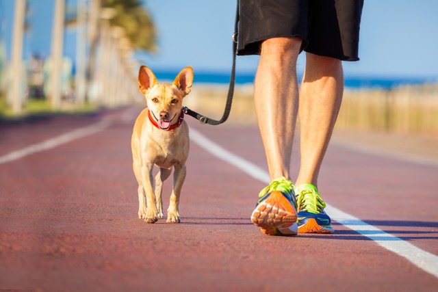 犬が散歩中に吠える３つの原因とやめさせる方法