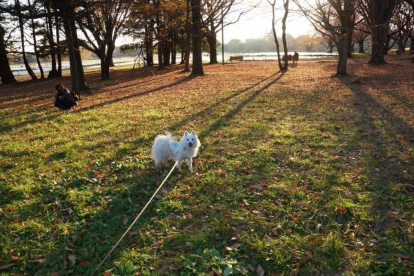 愛犬と一緒に楽しめる昭和記念公園の魅力
