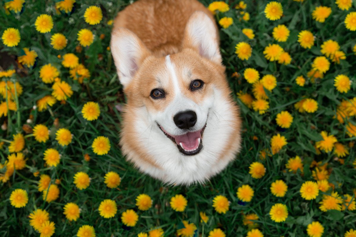 愛犬が『嬉しそうな顔』をしてくる心理とは？4つの気持ちや笑顔を増やすコツを解説
