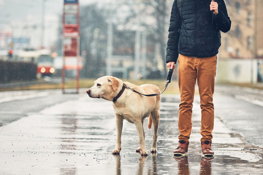 犬のために梅雨対策！犬の皮膚病「ホットスポット」の予防法と対処法