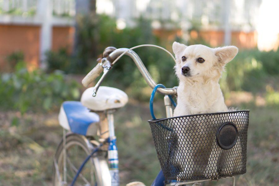 犬を自転車に乗せるのは危険？道路交通法で罰金が科せられることも