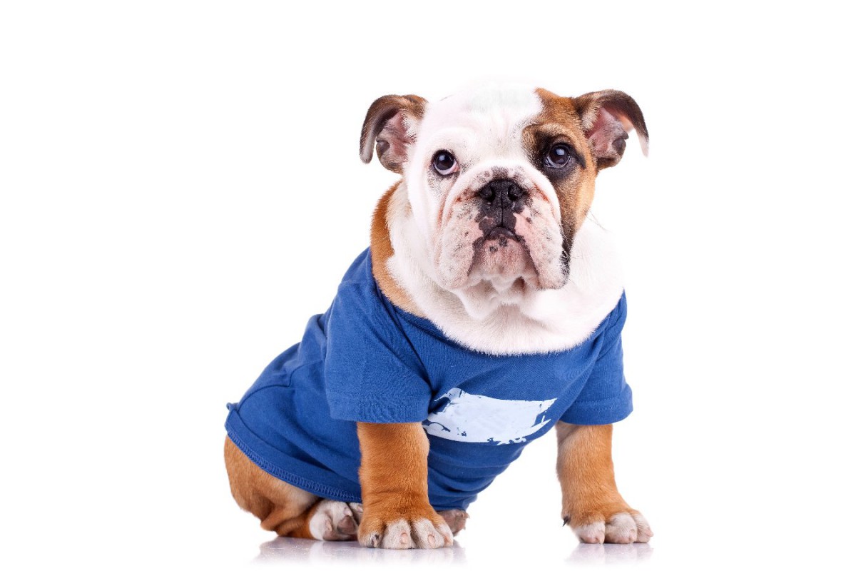 『洋服を着せるべき犬種』5選　その理由と注意すべきポイントを解説