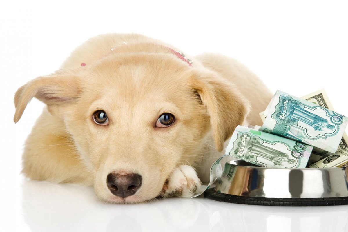 『お金が多くかかる犬種』3選　ある共通点や特徴、節約方法や注意点も解説