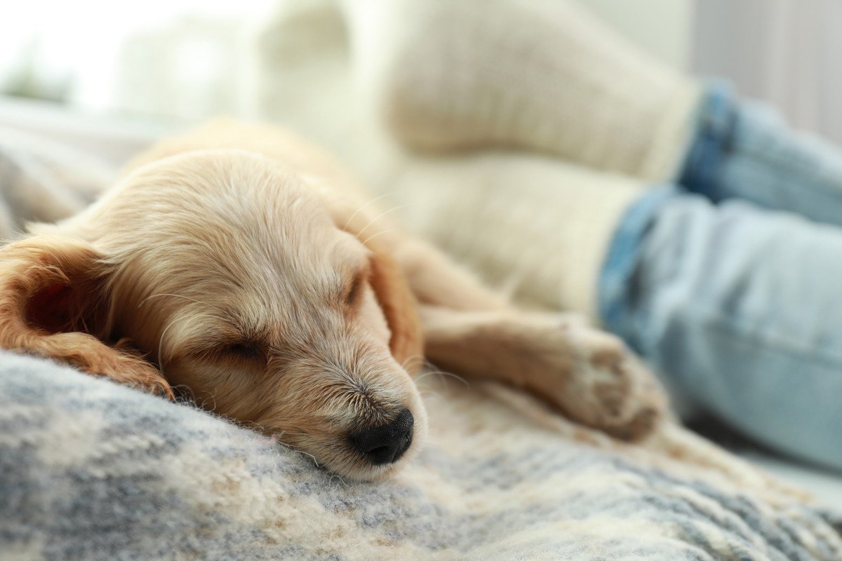 犬が人のそばで眠る時の心理４選！場所によって意味も異なるって本当？