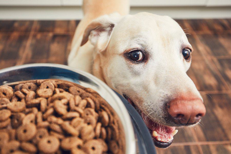 犬の『だらだら食べ』がNGな４つの理由