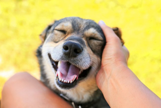 犬が『笑顔』になっている時の心理４つ