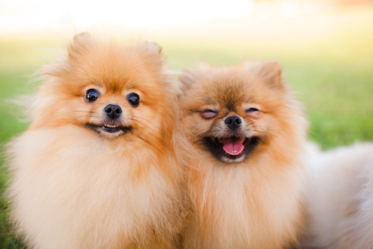 犬が『笑っているような表情』をするのはなぜ？6つの理由やストレスの可能性について