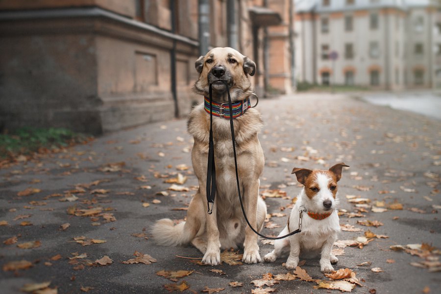 他の犬と愛犬、一緒に散歩させない方がいい？