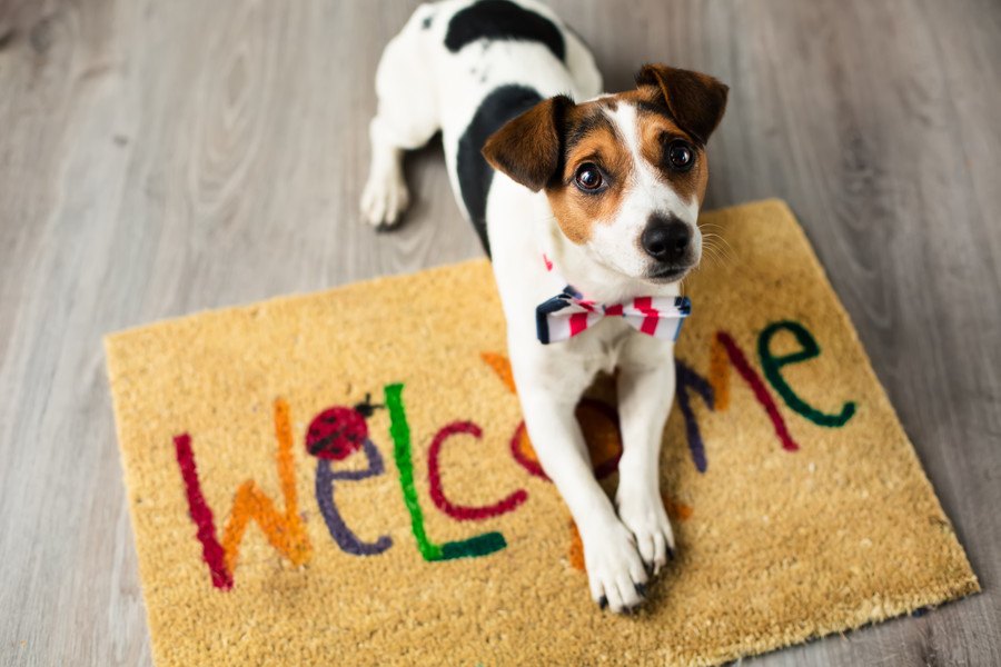 ペット共生住宅管理士とは？犬と快適に暮らす知識が学べる検定を紹介