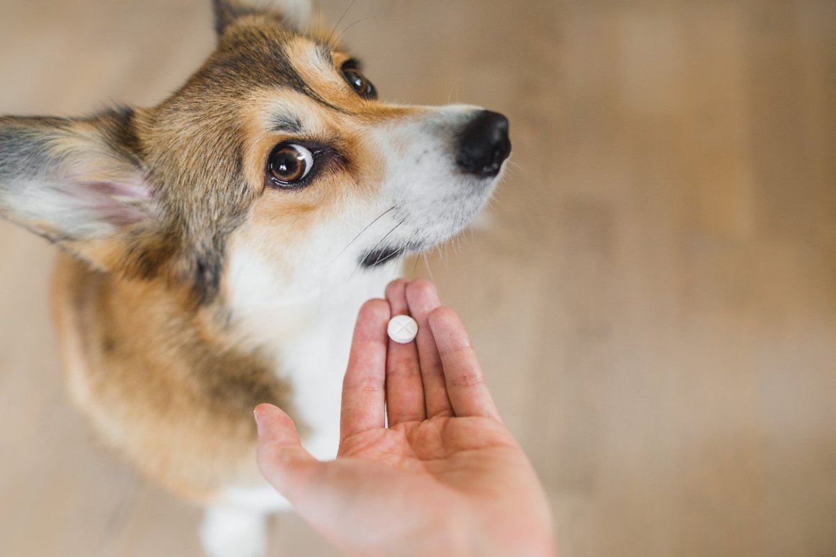 犬の下痢に抗生物質の投与は有益ではないという英国での研究結果