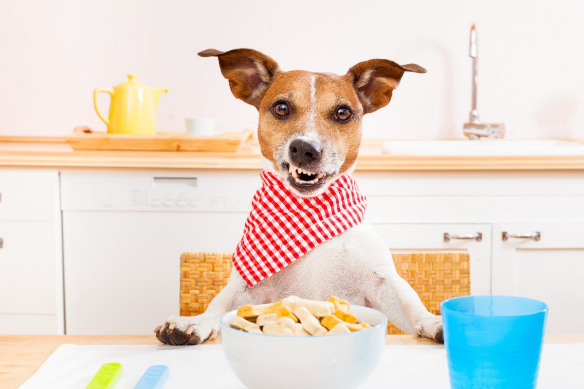犬のご飯の時間、何時にあげるのがいいの？いつも同じ時間にあげるべき？