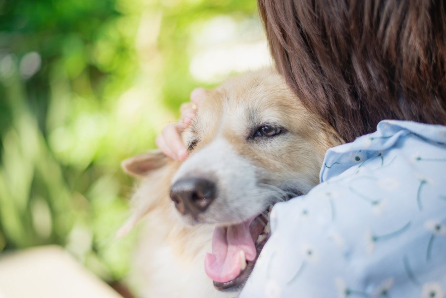 犬を『甘やかしすぎる』と病気になる？4つの危険性やNGな理由を解説