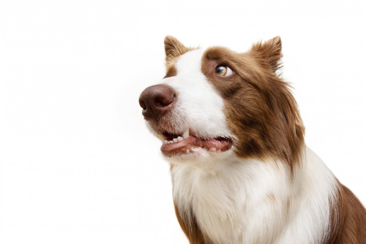 愛犬が『困っている時』のサイン3選！よく見せる仕草や行動、飼い主が取るべき対応とは？