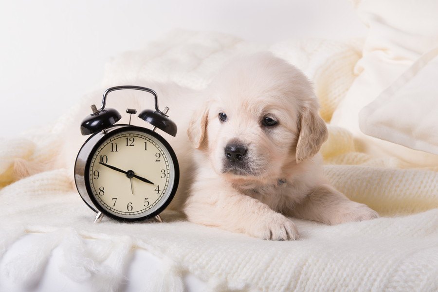 犬が早起きになる原因と対処法