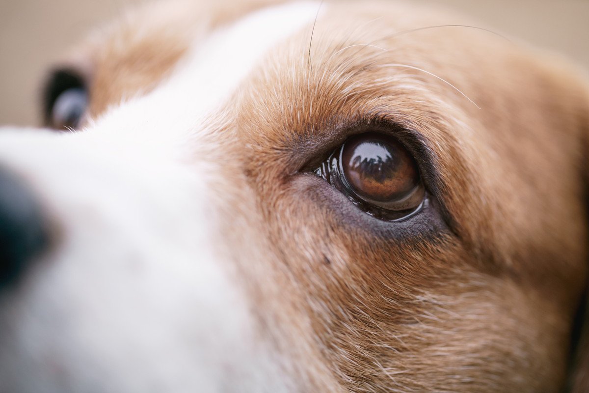 犬が失明してしまう「危険な病気」4選　普段から意識すべき"予防するための対策"とは？