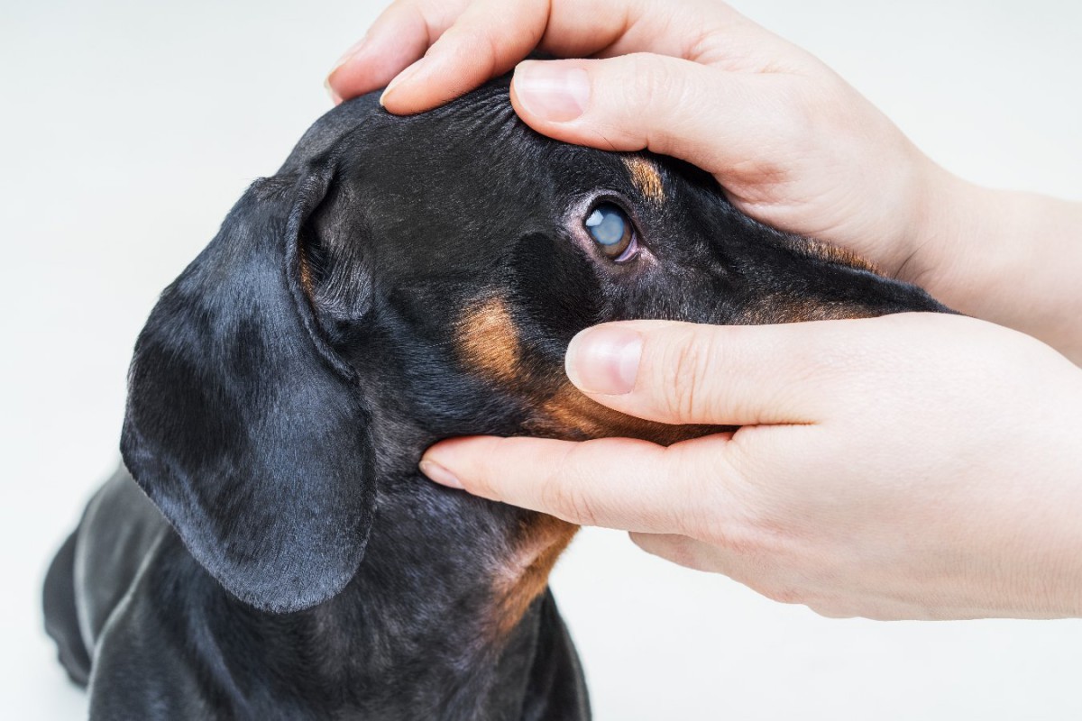 犬の白内障の「初期症状」3選　病院に行くべきサインと予防する方法